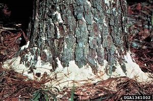 Boring Dust at Base of Tree