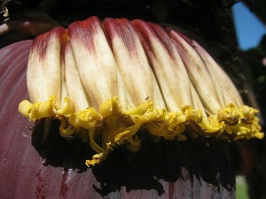 Male flowers