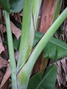 Sharp dark line on petioles