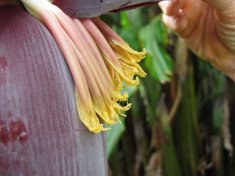 Male flowers