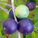 Immature and ripe fruit