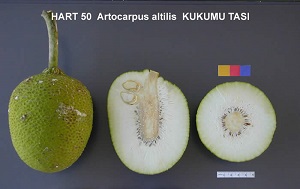 'Kukumu Tasi'