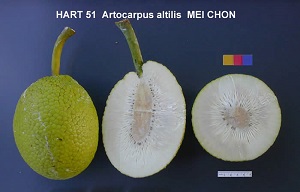 'Mei Chon'