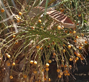 Butia odorata Ripe Fruit