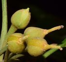 Canistel Pouteria campechiana, La Huerta, Jal., Mexico