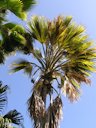 More severe symptoms and leaf dieback on Fan palm