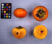 Persimmon Fruit