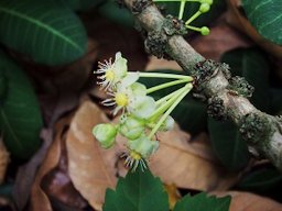 Close-up of male flower