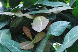 New leaves of Garcinia livingstonei