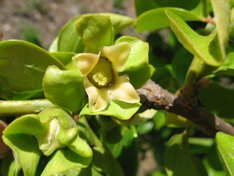 'Izu' persimmon flower