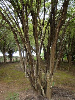 Fruiting plant, growing in a home orchard