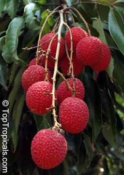 Ripe fruit