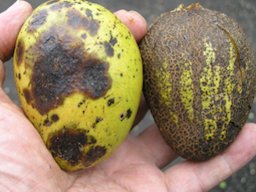 On fruits (circular lesions)