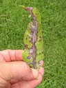 Fungal mycelium and spores on leaf surface