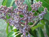 Mildew on flowers, panicles and fruit