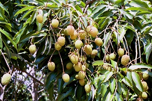 Mauritius Clusters Turning Pink