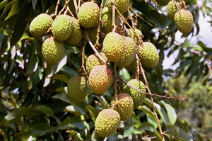 Up Close Look at Ripening Mauritius Fruit