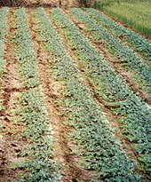 Melons in rows