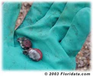 The fleshy pulp was not removed from these seeds and is now being attacked by fungus.