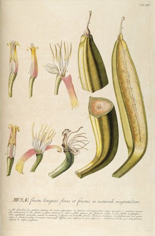 Musa paradisiaca L.