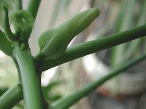 The papaya flower bud begins to open.