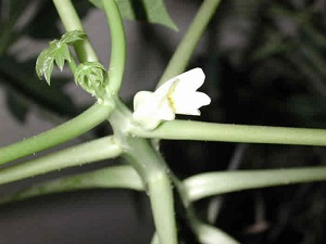 And then, the next day, the papaya flower burst into bloom.