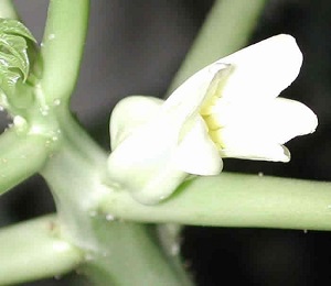 This is a close up look at the papaya flower.