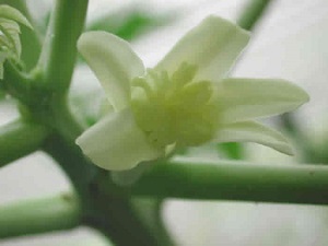 Fully matured papaya flower