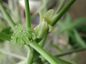 New leaf growth and the flower