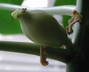 Papaya trees can be either male or female, or they can have both sexes on the same tree