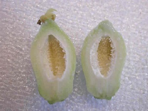 Undeveloped papaya fruit