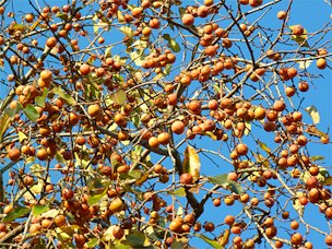 Nothing resembles a ripe wild persimmon tree.