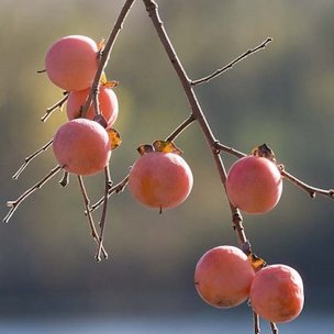 Persimmons can persists after the leaves drop making them easy to spot.