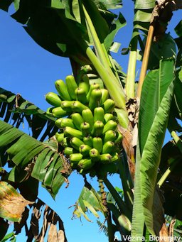 'Popoulu' banana