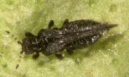 Adult redbanded thrips, Selenothrips rubrocinctus (Giard)