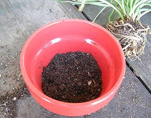 Potting mix