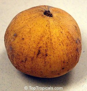 Santol fruit