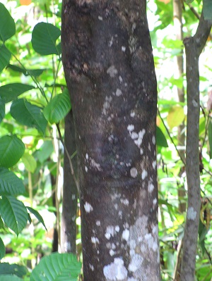 Trunk and bark, Ulumalu Haiku, Maui, Hawaii.