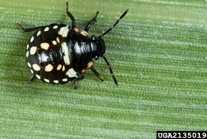 Third instar nymph of the southern green stink bug