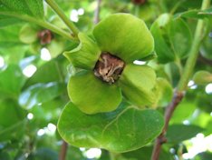 'Sugura' persimmon flower