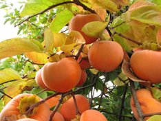 'Sugura' persimmon