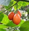 Ripe tamarillo