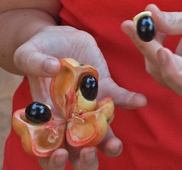 Showing ripe akee fruit and seeds, two of the three seeds with their arils still in place