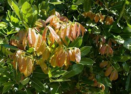 Plant specimen in the Fruit and Spice Park - Homestead, Florida, USA.