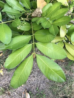 Ackee, Blighia sapida, Cuba