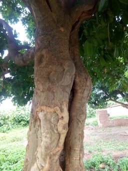 Ackee, Blighia sapida, Benin, Africa