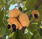 Ackee, Blighia sapida, Port-au-Prince, Haiti