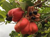 Ackee, Blighia sapida, Manchester, Jamaica