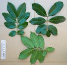 Three leaves of akee, two showing upper surface, one showing underside