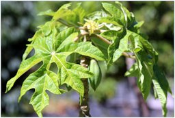 carica pentagona o babaco o chamburo, Jardín Botánico Atlántico de Gijón